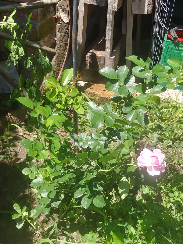 Jasmina - 1 цъвтеж -30.06.2019
